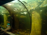 Fresh water aquarium deep loch view