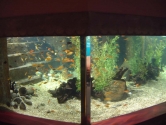 ganges-display