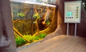 Rain forest display