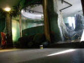 Glazed otter display