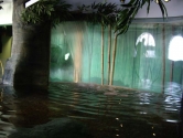 Otter display with waterfall