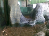 Otter display pools