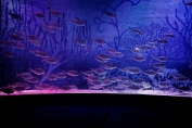 Marine shoal fish display