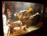 Marine display with kelp theme