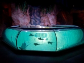 Specialist marine flat fish and ray display