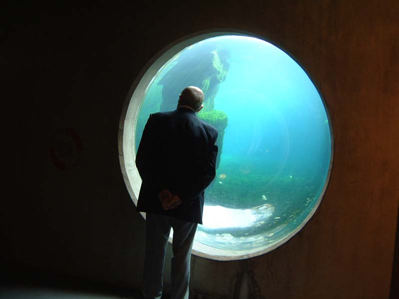 Custom made large aquariums, commercial aquariums and residential tanks - Scope For Space Within An Aquarium