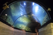 Coral tunnel