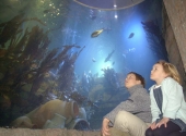 Ocean tank view