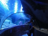 Curved ocean tunnel