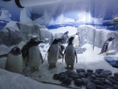 Penguin pool surface view glazing