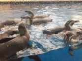 ATL penguins pool viewing