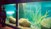 Acrylic penguin viewing panel