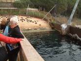 Penguin display with wave effect