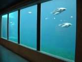 Acrylic penguin pool glazing
