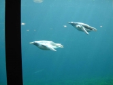 Acrylic penguin pool glazing
