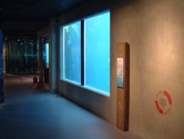 Acrylic penguin pool glazing