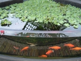 Domestic pond with formed acrylic glazing