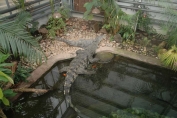 Crocodile swamp display