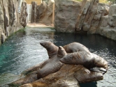 Landscaped seal display with waves