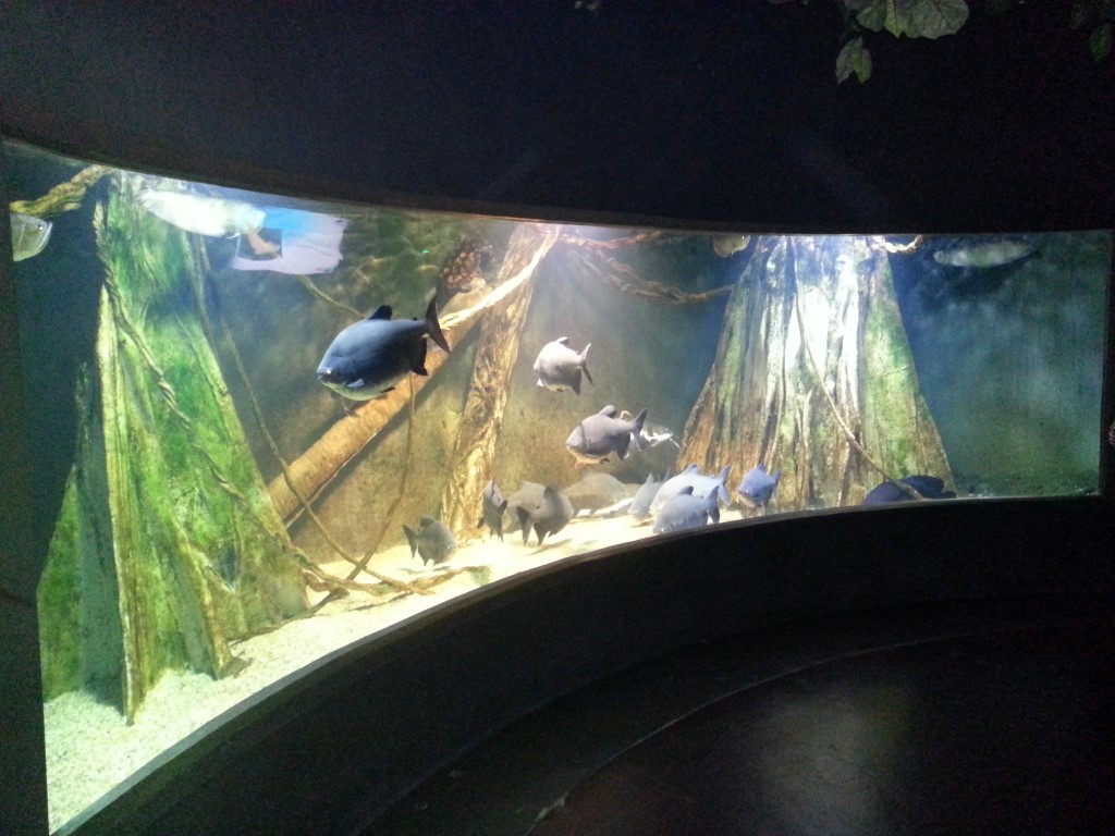 20131127_073837 (Medium)