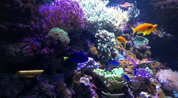 ATL Coral Reefs