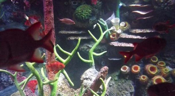Coral Encrusted Anchor