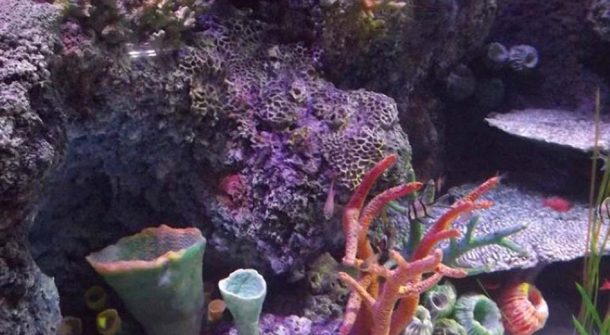 Coral Reef Detail