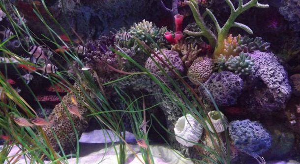Coral Reef Detail