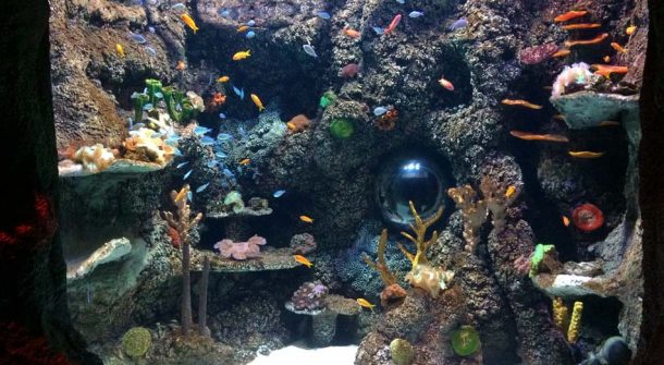 Coral Reef Aquarium