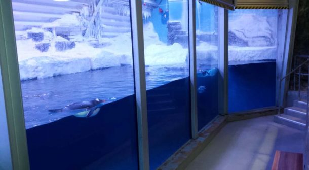 Part Submerged Penguin View