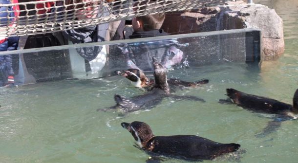 Penguin Viewing Panel