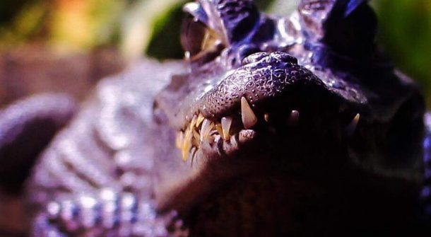 Reptile Views