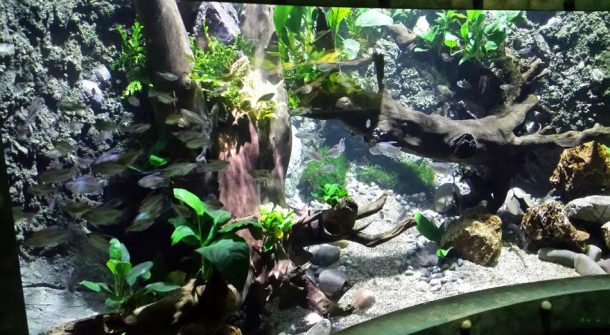 Tropical Freshwater Display
