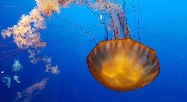ATL jellyfish display
