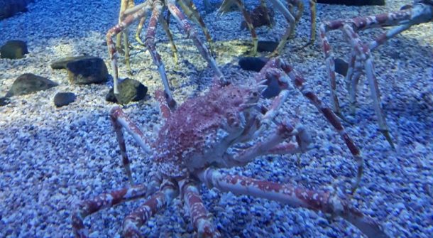 Japanese spider crab