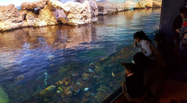 Large coral view