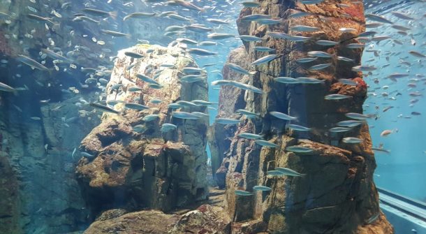 Shoaling exhibit