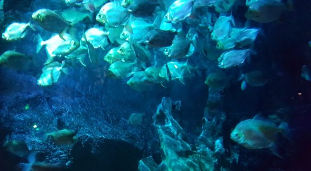 piranahs