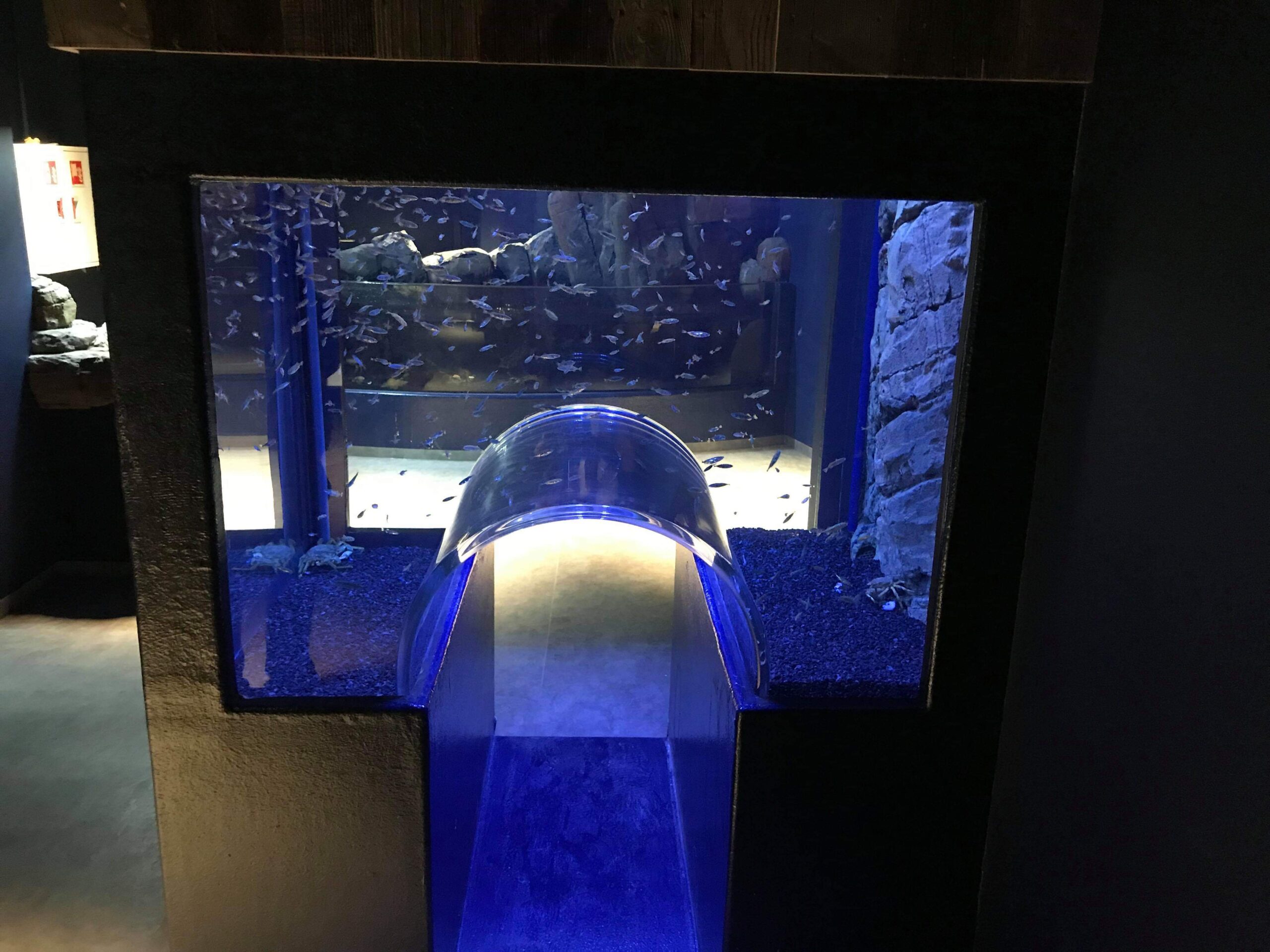 ATL Sealife trust project in Iceland