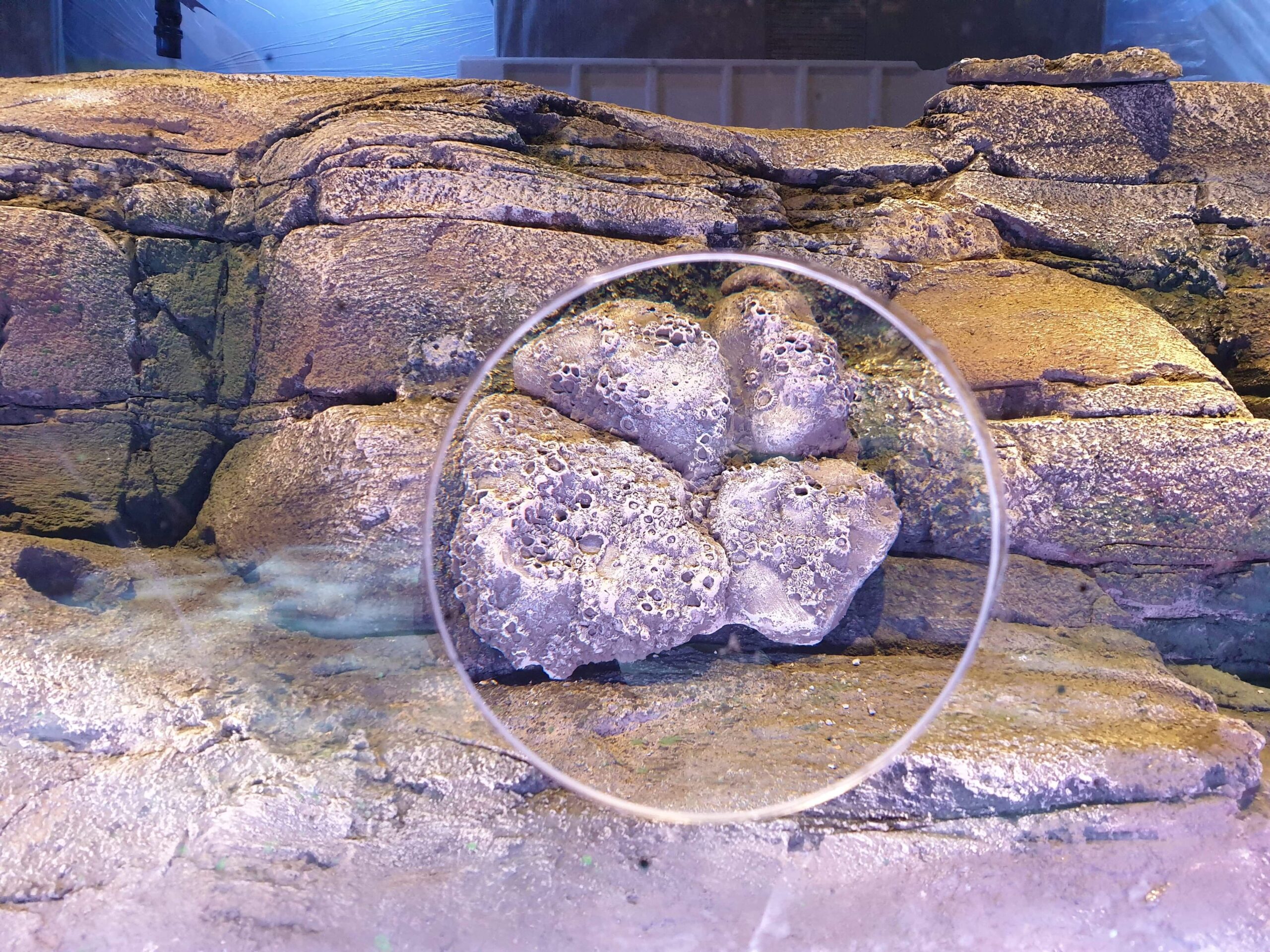 ATL rockpools in London