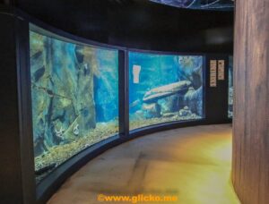Large marine aquariums