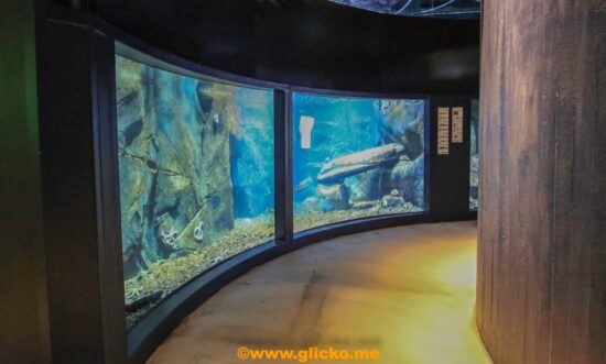 Large marine aquariums