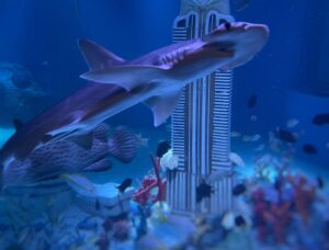 american dream aquarium