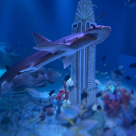 american dream aquarium