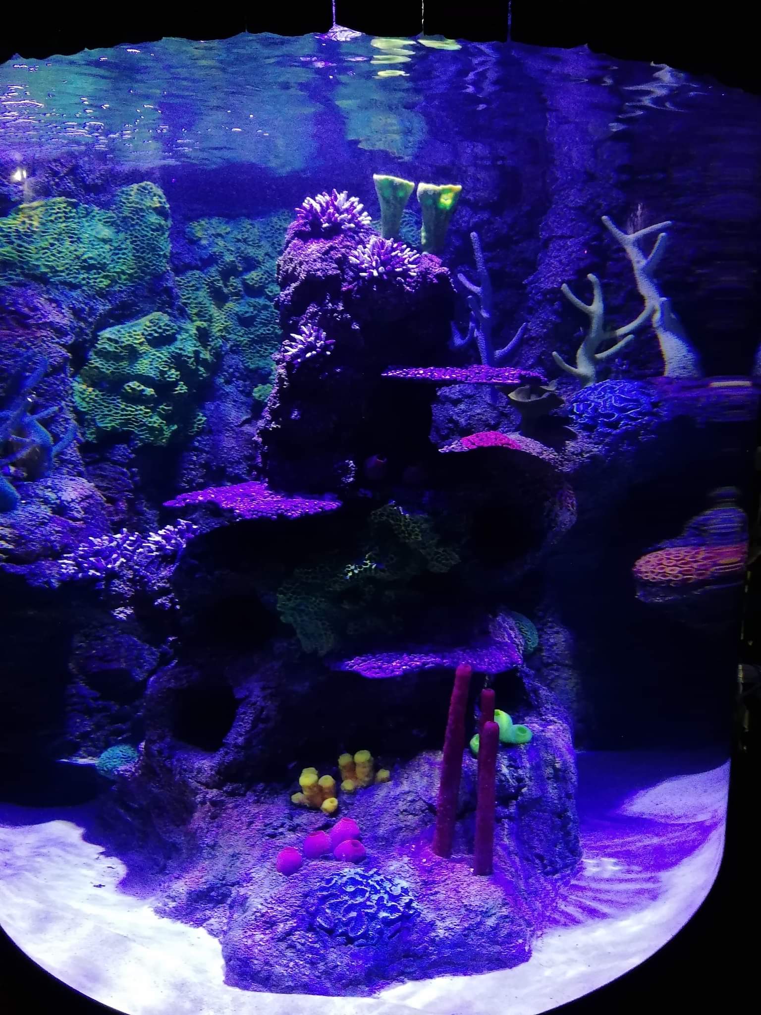 ATL Alton Towers aquarium
