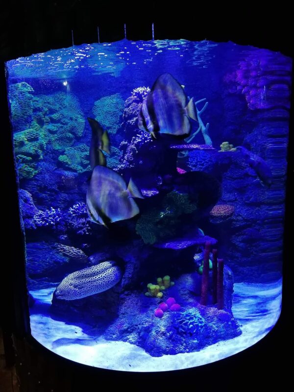Alton towers aquarium