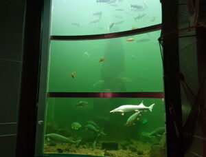 Kotka tank open
