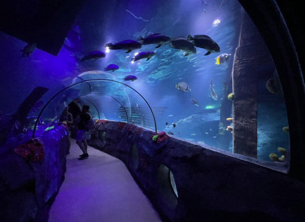 SEALIFE Konstanz aquarium refurbishment