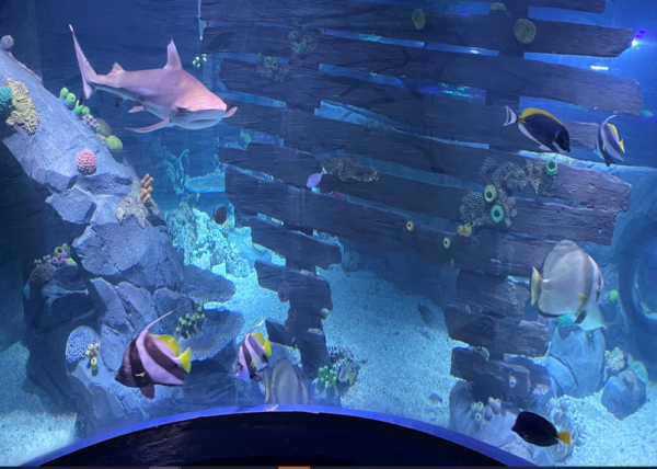 Sealife Konstanz aquarium