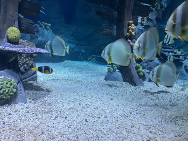 Sealife Konstanz aquarium refurbishment